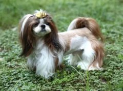 ������֢״�����ȷ���