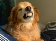 ��ë���򷴿�ҧ���˻���Ҫ��