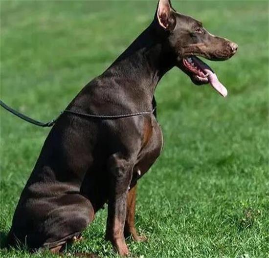 ��������ֳ��Ϊʲô��������ɫҺ�壿