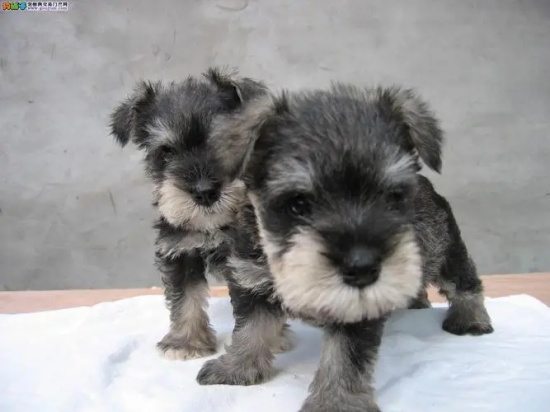 ������β�ͱ�ʾʲô��˼��