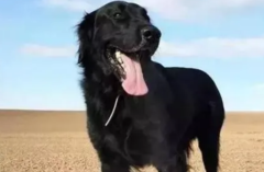 ��ɫ��ë��ɶ������