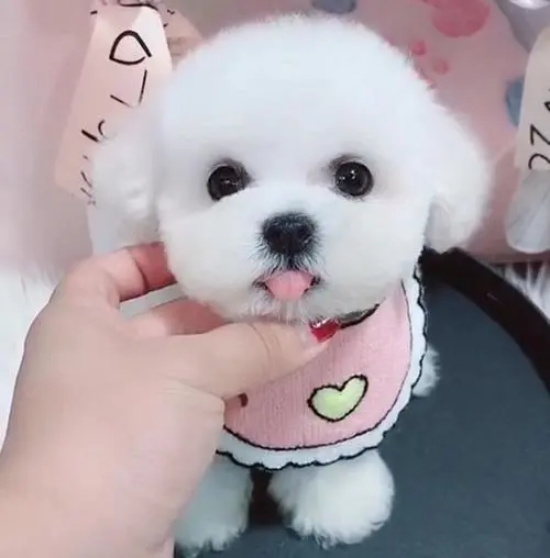 ������ôѵ�������ʵķ����°빦��