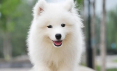 ��ĦȮ����ʶ���Ƿ���