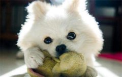 ��С�������ע����������Щ��