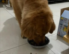 ���ʶ����ٽ�ë����