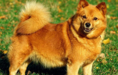 ����ֳ�����л�ɫҺ��������