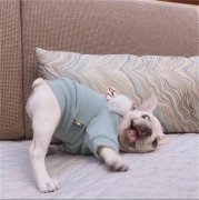 ������ţȮ��ϡ��ô�죿