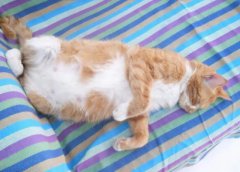 è������ʲô�����ȽϺã�