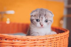 Сè����ˮ��ʲôԭ��?