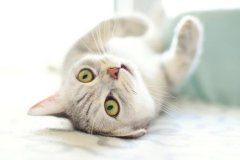 è����������Щ���أ�