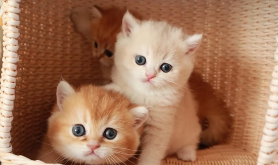 è��ͻȻ�鴤����ô������