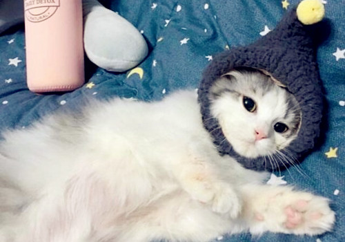 è�����ڼ����ʳ����