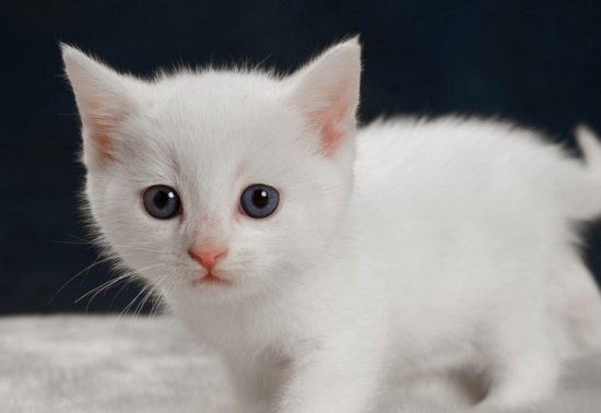 è��ڽ��׿��������ķ���