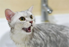 èΪʲô��ϲ��������?