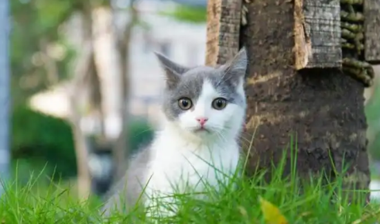 è��Ż�°�ĭ���Բ����ǳ�θ����