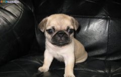 ι���͸�ȮҪע��ʲô