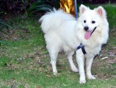 è�乷�������Ŀ�ǻ����