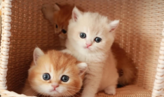 ��èƤ������Ƥм�ǹ�������èѢ��