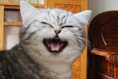 è��Ϊʲô��ú��°�?