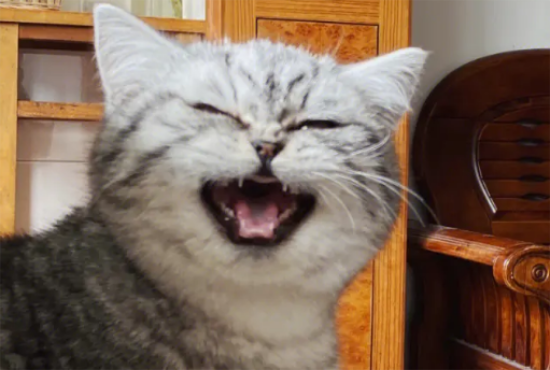 è��Ϊʲô��ú��°�?