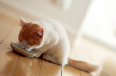 ����ж�è����è��֧