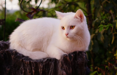 è���è��֧���Զ�����ǿ��ιʳ��