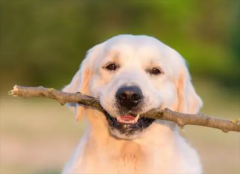 ����Ľ�ë���ӽ�����