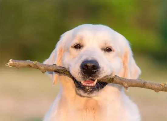 ����Ľ�ë���ӽ�����