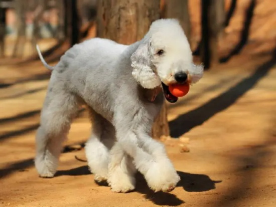 狗突然拉的屎是黑色是什么原因