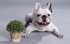 ��������ɫϡ��Ӧ����ô��