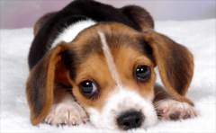 ��������С��ĵط���ô���£�