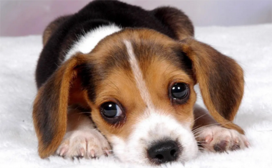 狗狗总舔小便的地方怎么回事?