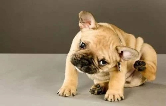 如何预防狗狗得急性肠胃炎?