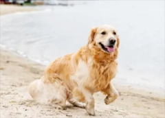 ����ë����˳������