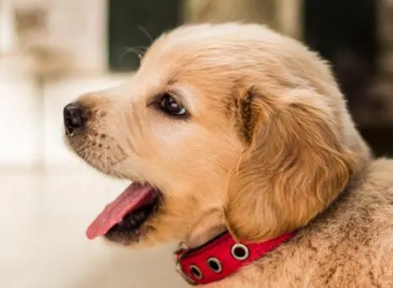 家庭经济一般适合养金毛吗 家庭经济一般适合养金毛吗