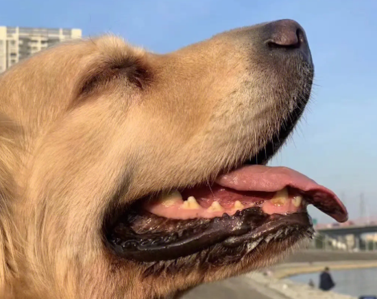 公金毛母马犬串长大 公金毛母马犬串长大