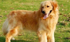 ��ë�м�����ɫ