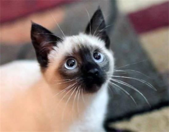 Ϊʲôèϲ����è����?