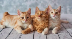 �۶�è��������������?