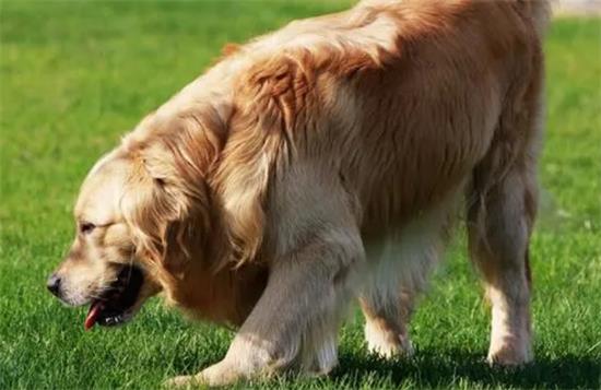 ��ëѰ����Ȯ��ʲô��˼