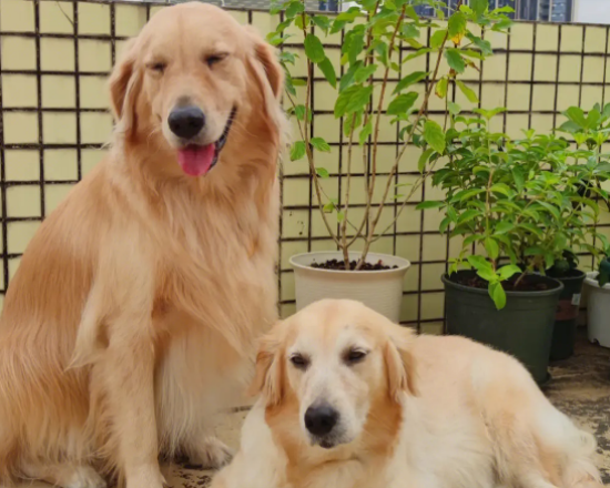 �����ë���ٽ�