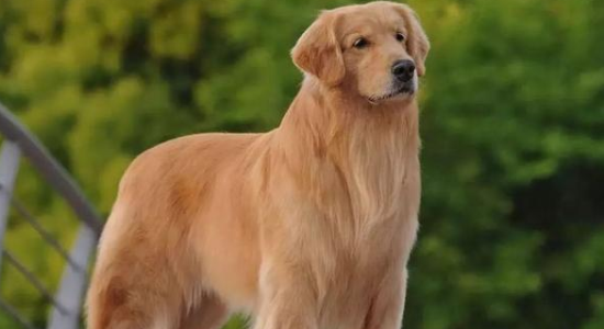 ��ë�ܳ����