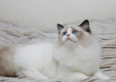 è��֮����ʲô��ͨ?