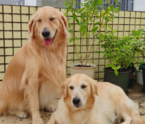 Ϊ�����׳���ë�ر��