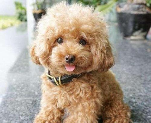 ι��̩��Ȯע�������