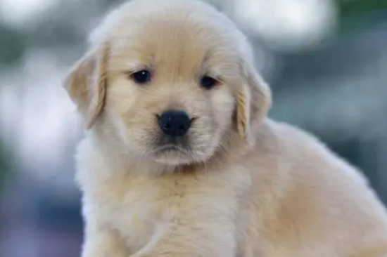 һ���µ�С��ë��ô��