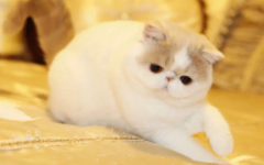 �ӷ�è�Ը���ô��?