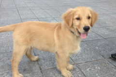 ��ë����ͼ������������Щ