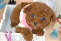 �����γ没��ô�������