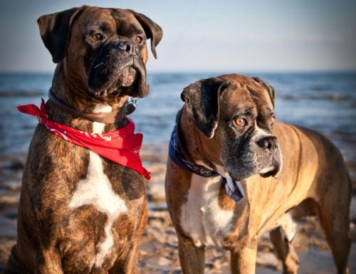 ������ƹ����ķ��뽹��֢��